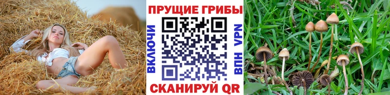Галлюциногенные грибы мицелий где купить наркоту Никольское